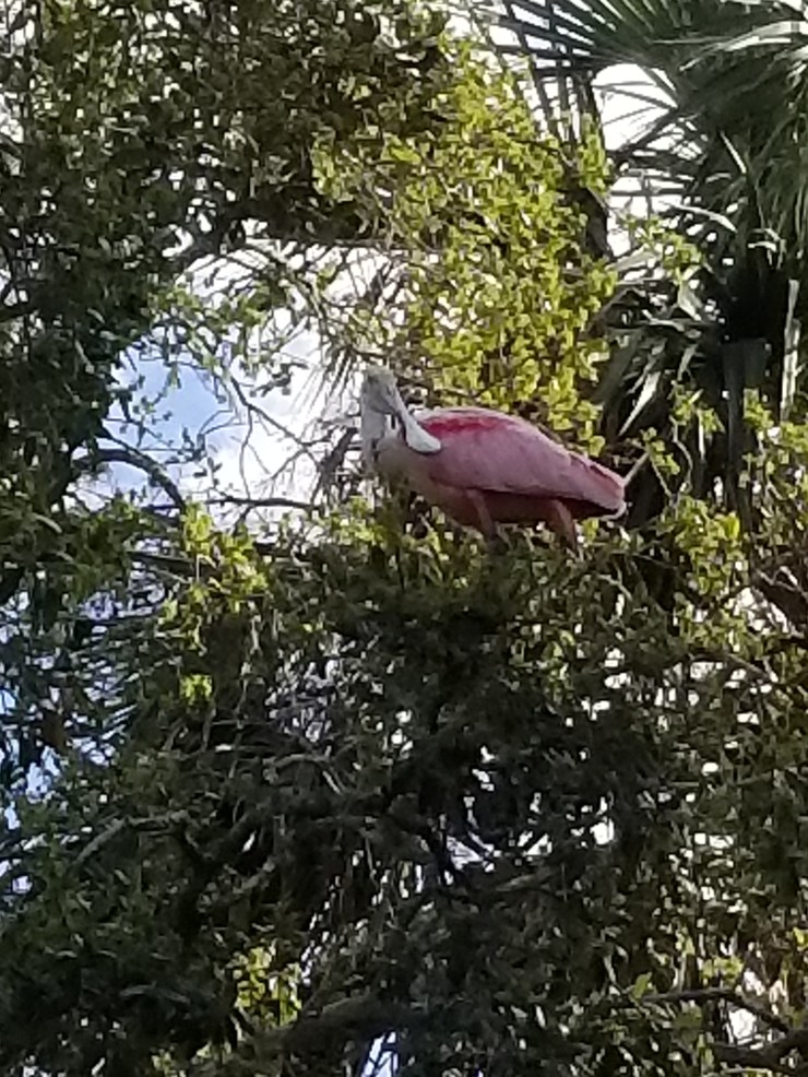 Roseate Spoonbill at St. A Alligator Farm
